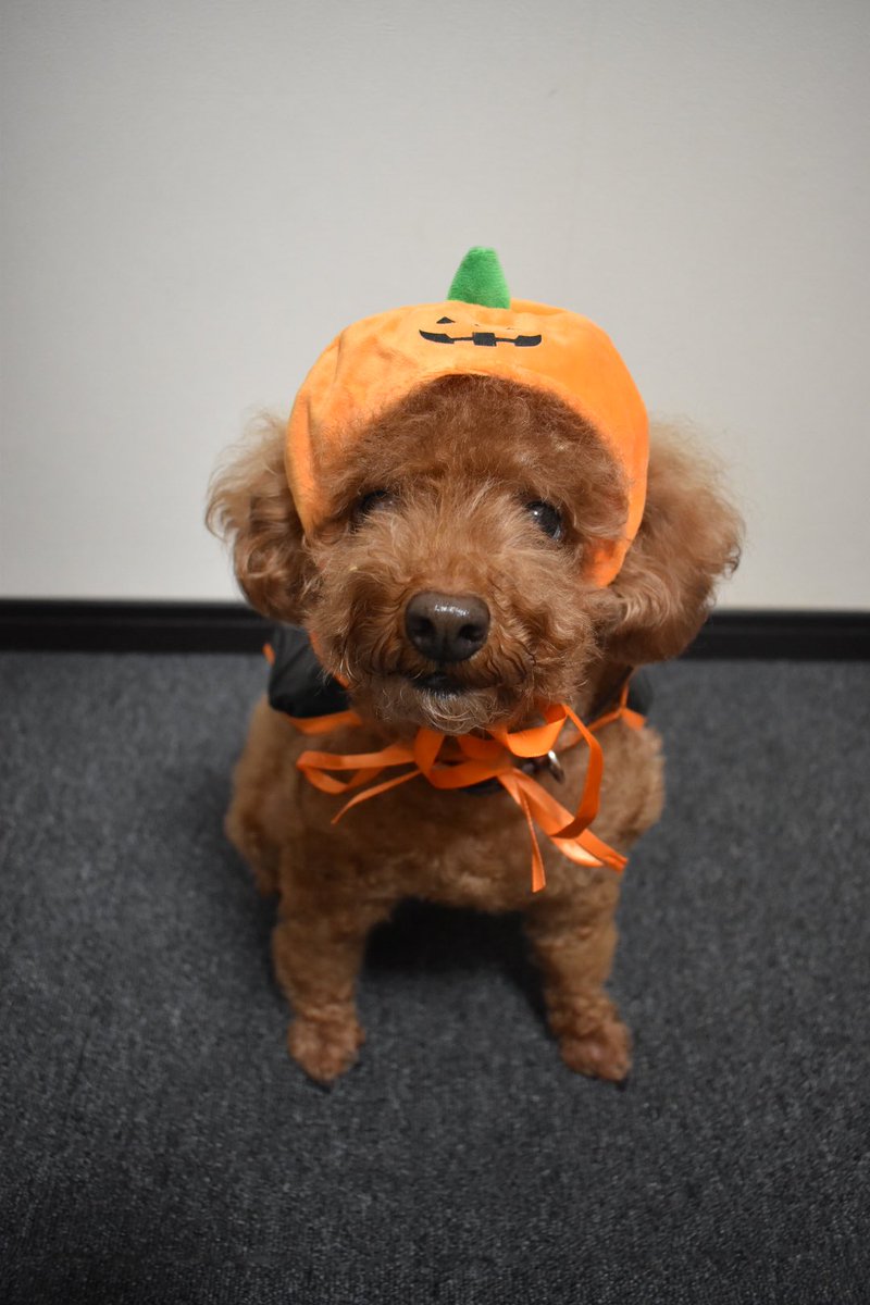 fu_chan1228's tweet photo. ハロウィン過ぎちゃったけど良いよね👻
久々の浮上だわよ🐾 https://t.co/8oaLtfPlAf