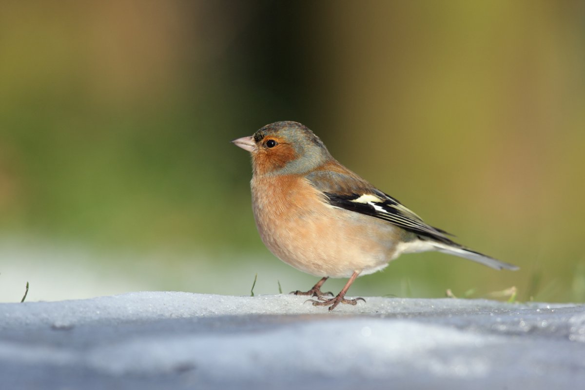 We're still taking orders/delivering as normal during lockdown! Head to our site if your garden feeders need topping up. We have: 🐦 Sunflower hearts 🐦 Black sunflower seeds 🐦 Peanuts 🐦 Nyjer Seed 🐦 Seed mixes 👉 birdies.co.uk 💻