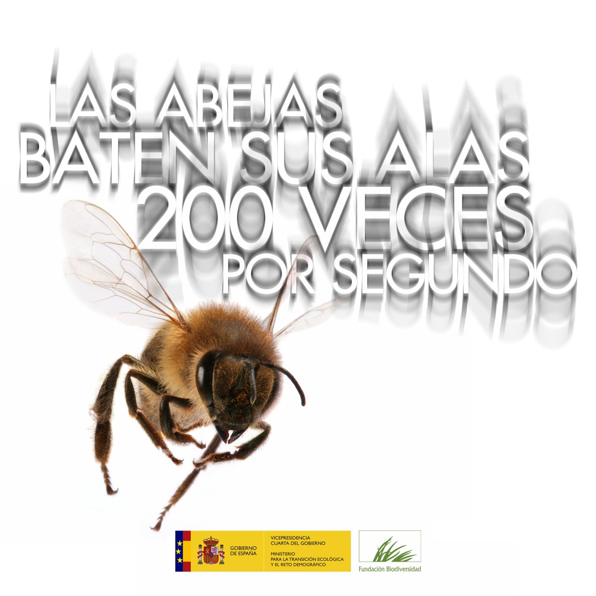 Las #abejas necesitan realizar 200.000 vuelos, recorrer 8.000 kilómetros y visitar 1.400.000 flores para hacer un kilogramo de miel. 

🐝🌸💮🏵️🌹🌺🌻🌼🌷➜🍯