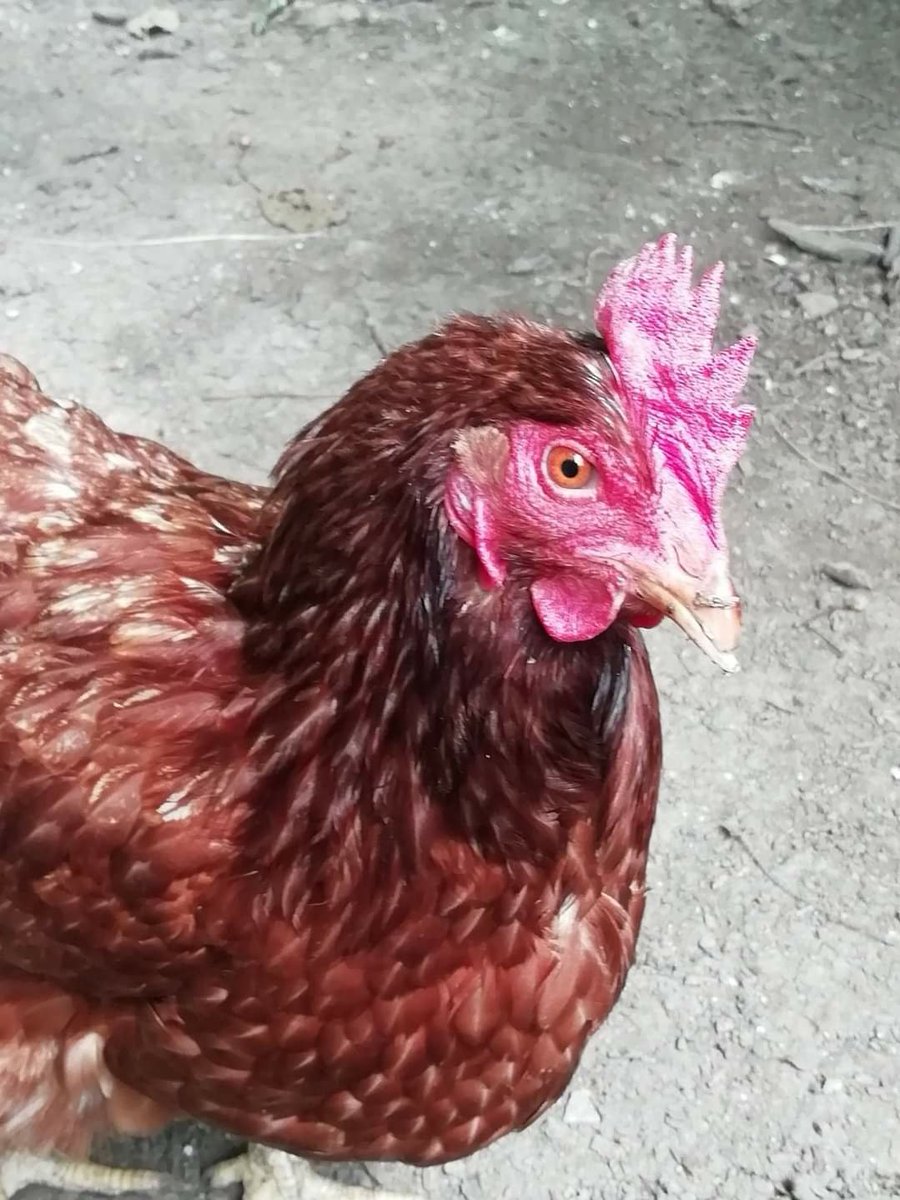 Fresh Start For Hens - Official tweet media