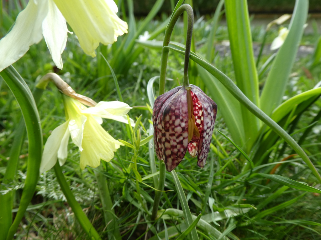 Did you know we sell bulbs too?  They have been really popular - we only have our Shade Tolerant and Roof mixes left in stock. The Shade Tolerant mix can also be used in open areas. The perfect way to extend the flowering for your meadow area #bulbs