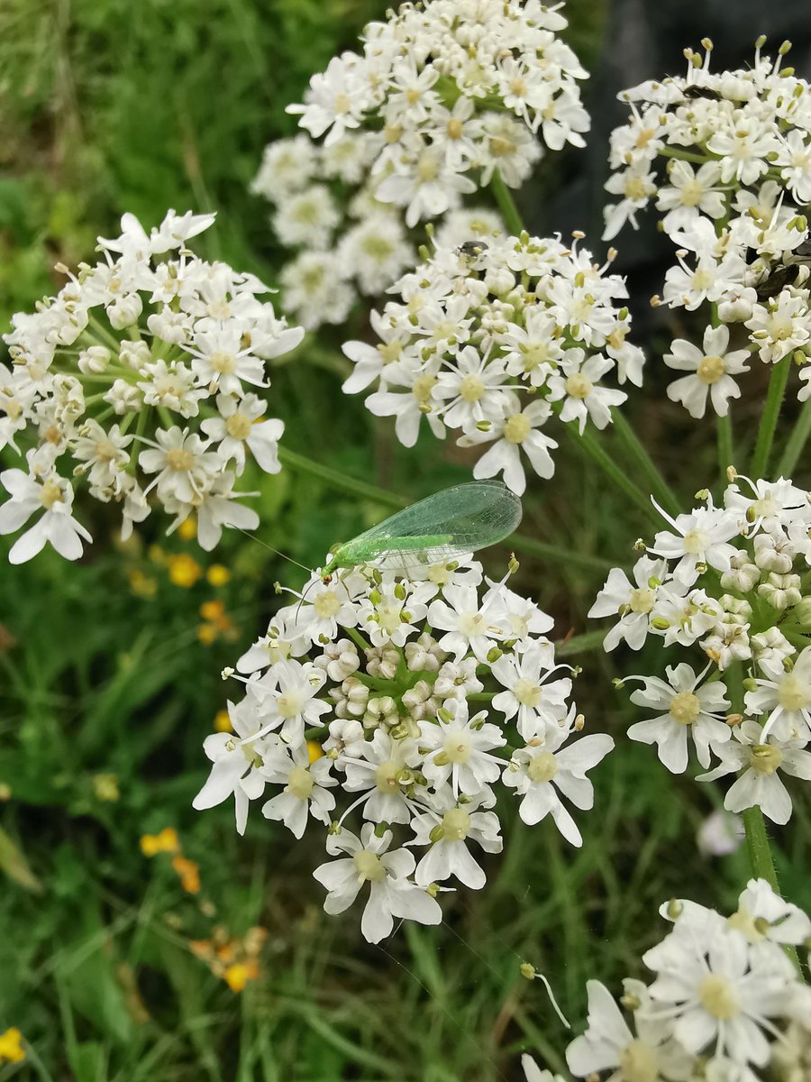 Giee2Champ's tweet photo. 🐝Nous avons besoin de vous pour implanter des bandes auxiliaires  dans nos parcelles !🐞

🌻 Pour suivre le projet ⬇️

🌼 Toutes les infos sur notre page @MiiMOSA_fr 

#ChampagneCrayeuse #auxiliaires #biodiversité #agriculture 🕷️

https://t.co/9iIGFKZhEd https://t.co/DA8ffUNcOu