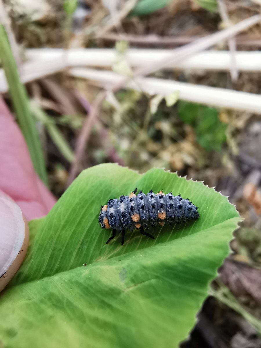 Giee2Champ's tweet photo. 🐝Nous avons besoin de vous pour implanter des bandes auxiliaires  dans nos parcelles !🐞

🌻 Pour suivre le projet ⬇️

🌼 Toutes les infos sur notre page @MiiMOSA_fr 

#ChampagneCrayeuse #auxiliaires #biodiversité #agriculture 🕷️

https://t.co/9iIGFKZhEd https://t.co/DA8ffUNcOu
