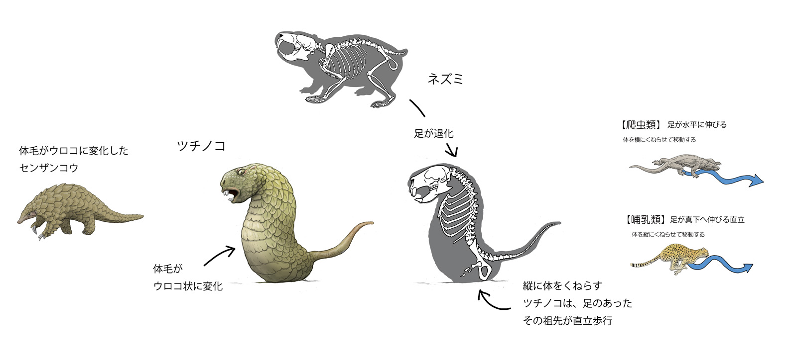 川崎悟司 ツチノコなんですけど 結論から言うとヘビ 爬虫類 ではなく哺乳類 ツチノコはシャクトリ虫のように縦に体をくねらせて 移動する なので まだ足のあったツチノコの祖先は 哺乳類のように直立した足をもっていたはず というわけで ネズミ 川崎悟司 ツチノコなんですけど 結論から言うとヘビ 爬虫類 ではなく哺乳類 ツチノコはシャクトリ虫のように縦に体をくねらせて 移動する なので まだ足のあったツチノコの祖先は 哺乳類のように直立した足をもっていたはず というわけで ネズミ
