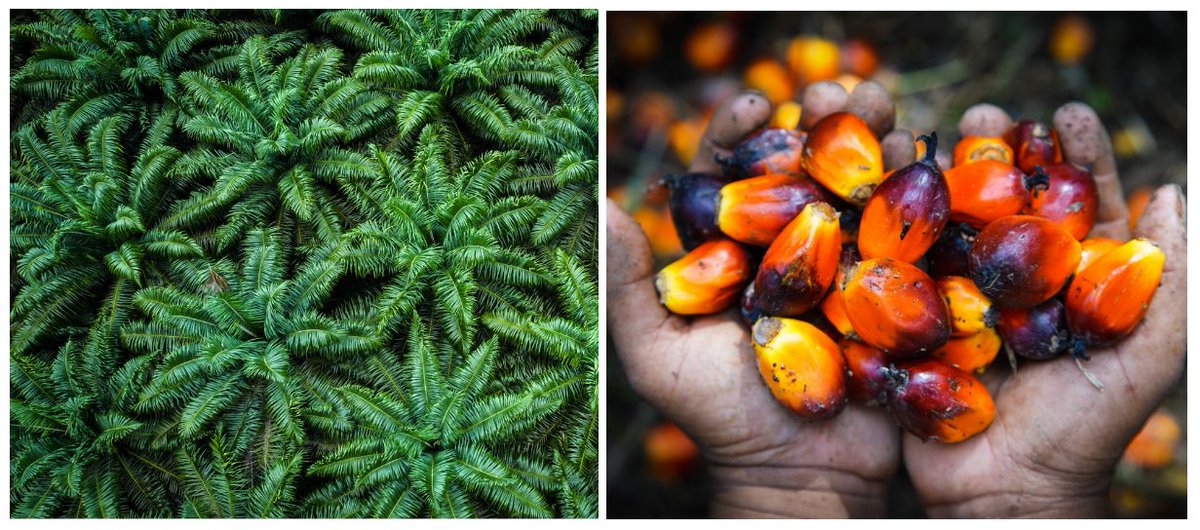 5/5  #TropiCon20 We lend our voices to those calling for wider riparian buffers (~80m) and the restoration of degraded buffers to increase the environmental sustainability of oil palm landscapes. Our paper will be out any day now, follow for more!  @JAppliedEcology   @CIFOR