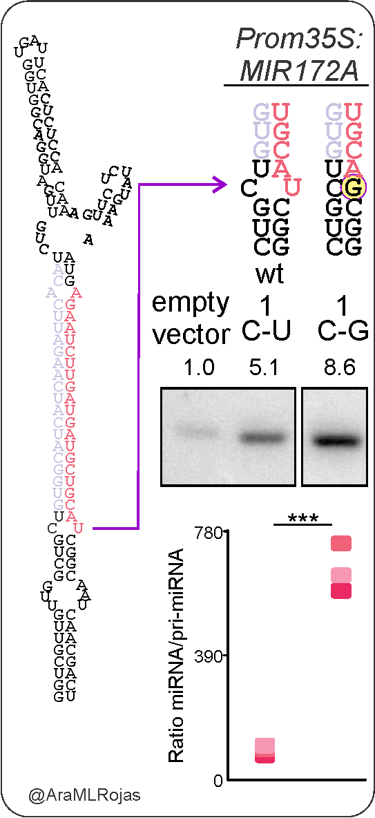 These biases are important because they affect the efficiency of MIRNA processing, which is reflected in the amount of microRNA produced from a precursor. With a single nucleotide change, from C-U to C-G in the first cleavage site, we could enhance MIR172A processing.