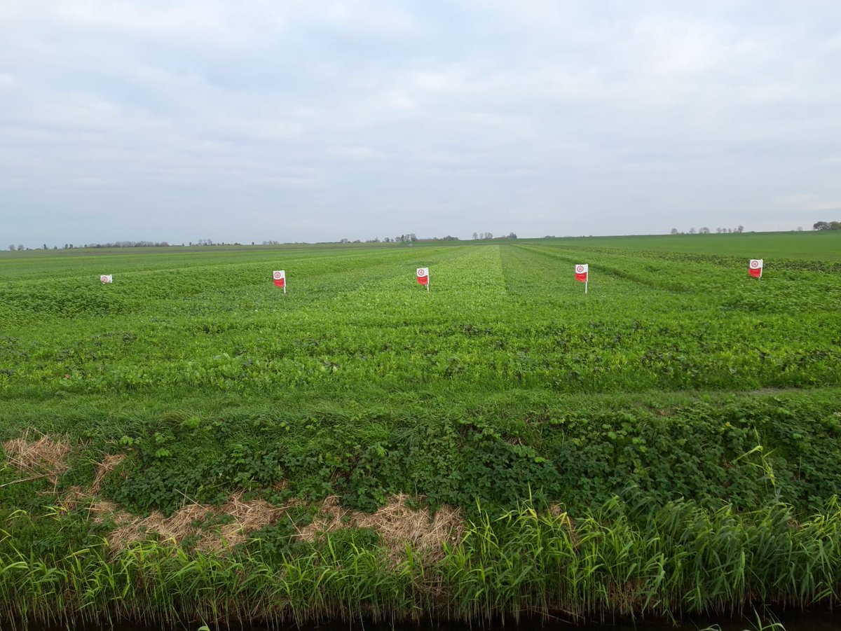 SPNA_agro's tweet photo. De meeste borden zijn geplaatst. Rijd eens langs en kom de groenbemester demo vanaf de Willem van der Ploegweg bekijken! #Barenbrug #DSV #Profytodsd #DLF #Neutkens #Limagrain https://t.co/8xYCz1BNS4
