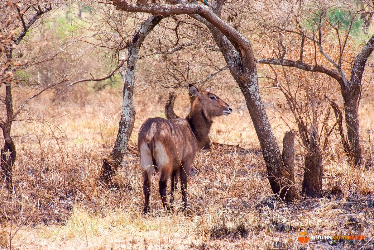 African Safari Group tweet media