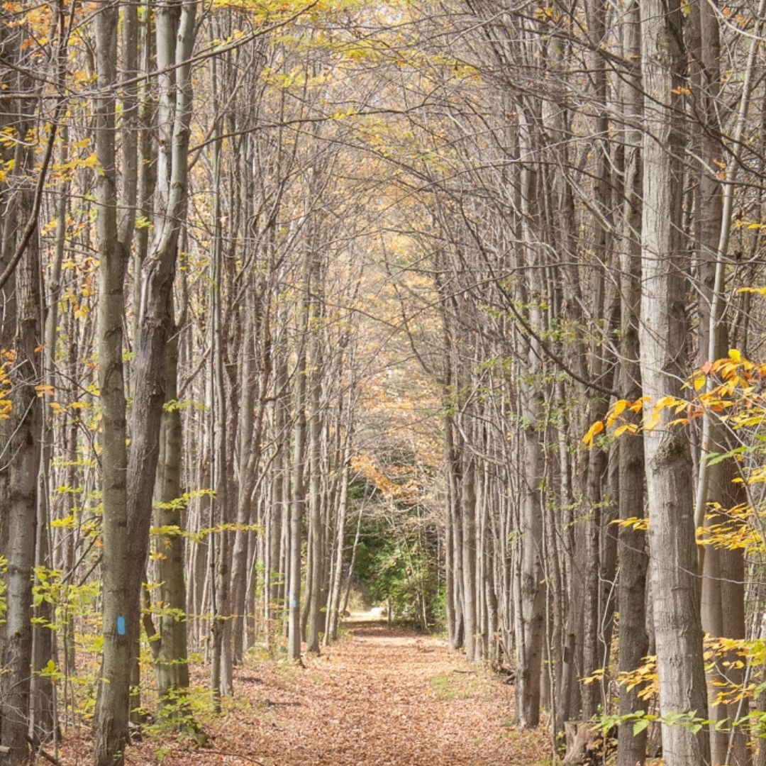 Need to recharge your mental batteries? Go forest bathing! Walking through treed areas improves mood, reduces stress and has other positive mental health benefits... even in the wintertime! Learn more about #greeninfrastructure with <a href="/GreenInfraOn/">Green Infrastructure Ontario Coalition</a>: greeninfrastructureontario.org #onpoli