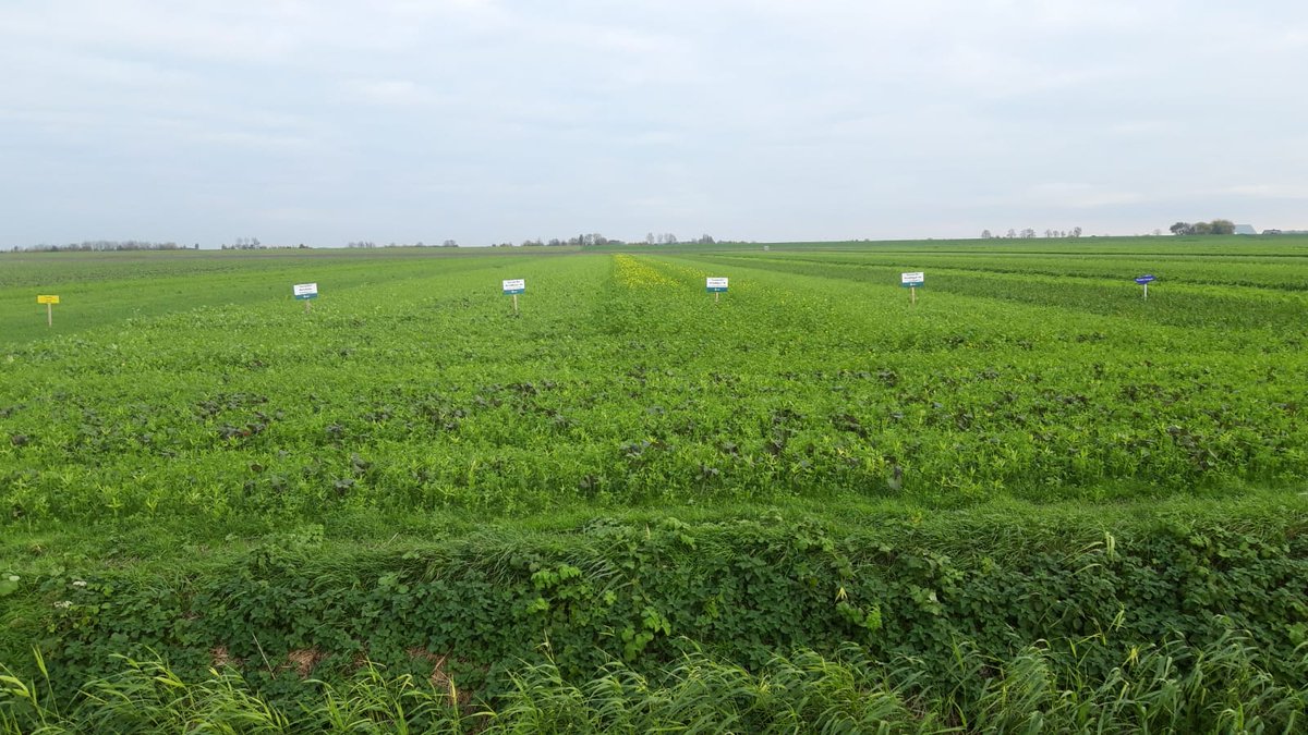 SPNA_agro's tweet photo. De meeste borden zijn geplaatst. Rijd eens langs en kom de groenbemester demo vanaf de Willem van der Ploegweg bekijken! #Barenbrug #DSV #Profytodsd #DLF #Neutkens #Limagrain https://t.co/8xYCz1BNS4