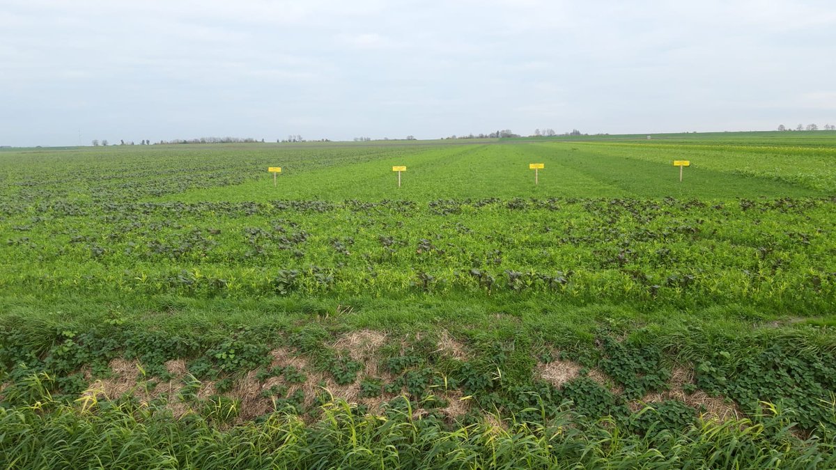 SPNA_agro's tweet photo. De meeste borden zijn geplaatst. Rijd eens langs en kom de groenbemester demo vanaf de Willem van der Ploegweg bekijken! #Barenbrug #DSV #Profytodsd #DLF #Neutkens #Limagrain https://t.co/8xYCz1BNS4