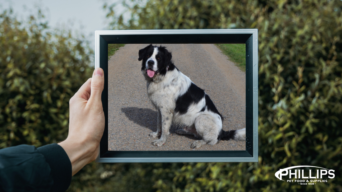 phillips pet supplies