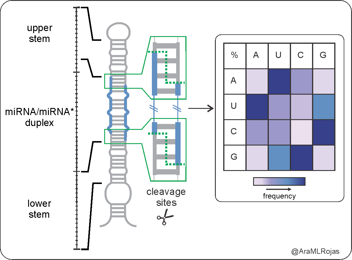 During my PhD, I realized that what I love the most of any RNA molecule is all the information that can store. For me was amazing to find out, after a lot of aligning and digging, that plant MIRNA precursors present biases at the DCL1 cleavage sites 