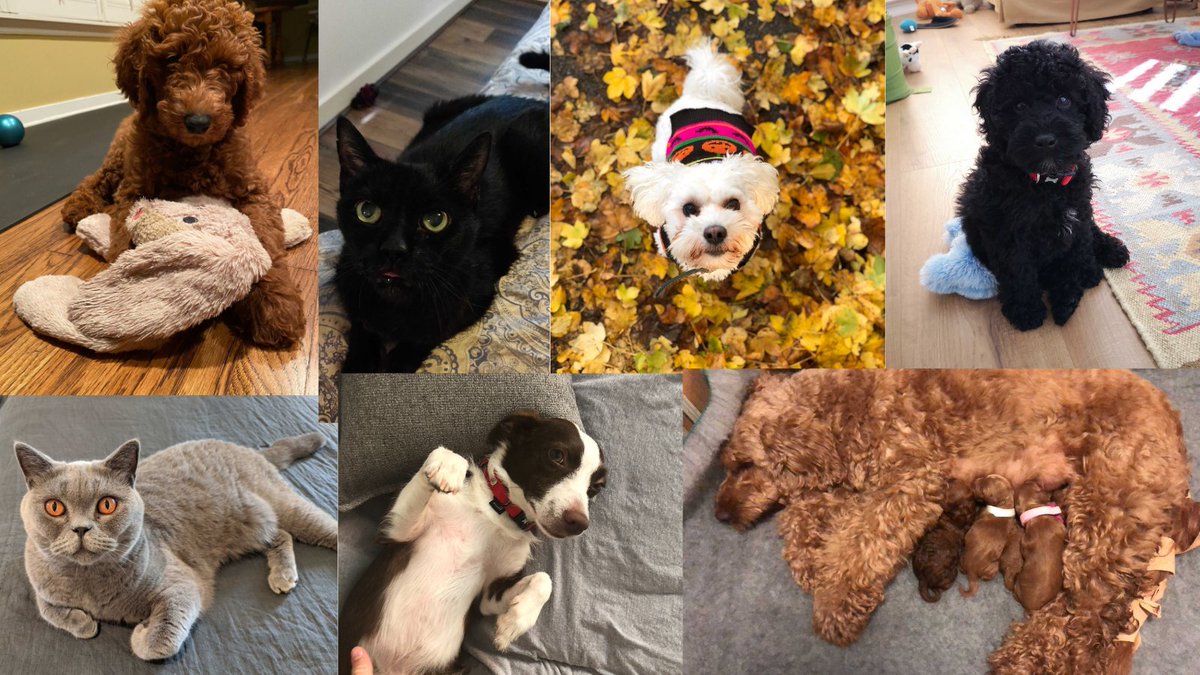 FundApps's tweet photo. Happy Friday! π And what better way to celebrate the end of the week than a pupdate from some of the furriest members of the FundApps team? π
#LifeAtFundapps #PetsOfFundApps #Team https://t.co/rqIxZPbQ3s