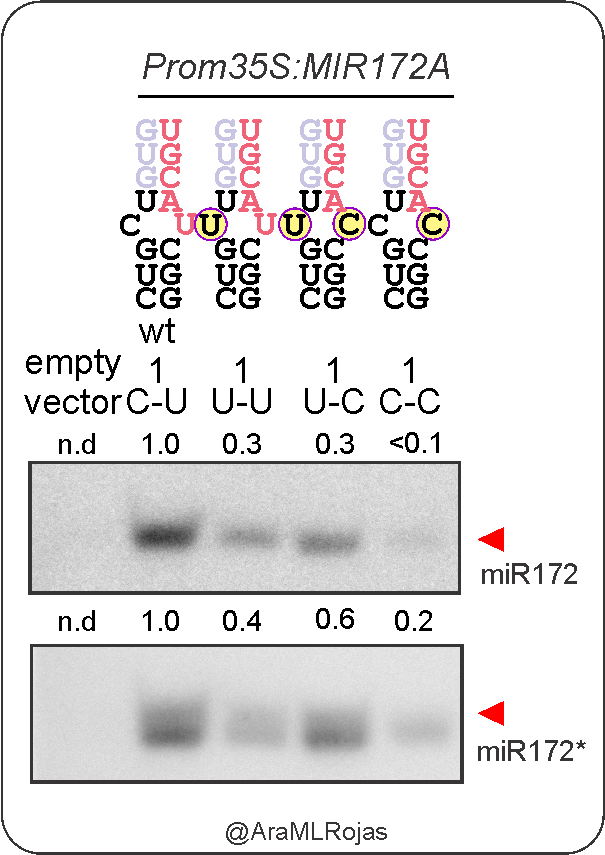 The identity of nucleotides at mismatched positions plays a crucial role on processing efficiency as well.C-C mismatches are “malo, malo, muy malo” for processing, and spoiler alert, they can only be found at low frequency in plant MIRNA precursors and other structured RNAs