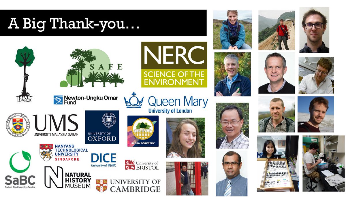 An enormous thank-you to all the additional people/institutions who made this work possible -  @OwenTLewis  @tommaso_jucker Herry Heroin, Arthur Chung, Charles Vairappan, David Coomes,  @London_NERC_DTP  @Liyuen93  @JonathanParrett  @red_termite and the research assistants at  @SEARRP
