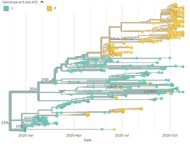 A Y453F-focused build is up. To create this, all sequences with 453F were included, plus closely related sequences & some background.As we saw yesterday, 453F (yellow) has appeared multiple times, but this now includes Danish seqs (top yellow).40/21 https://nextstrain.org/groups/neherlab/ncov/S.Y453F?c=gt-S_453