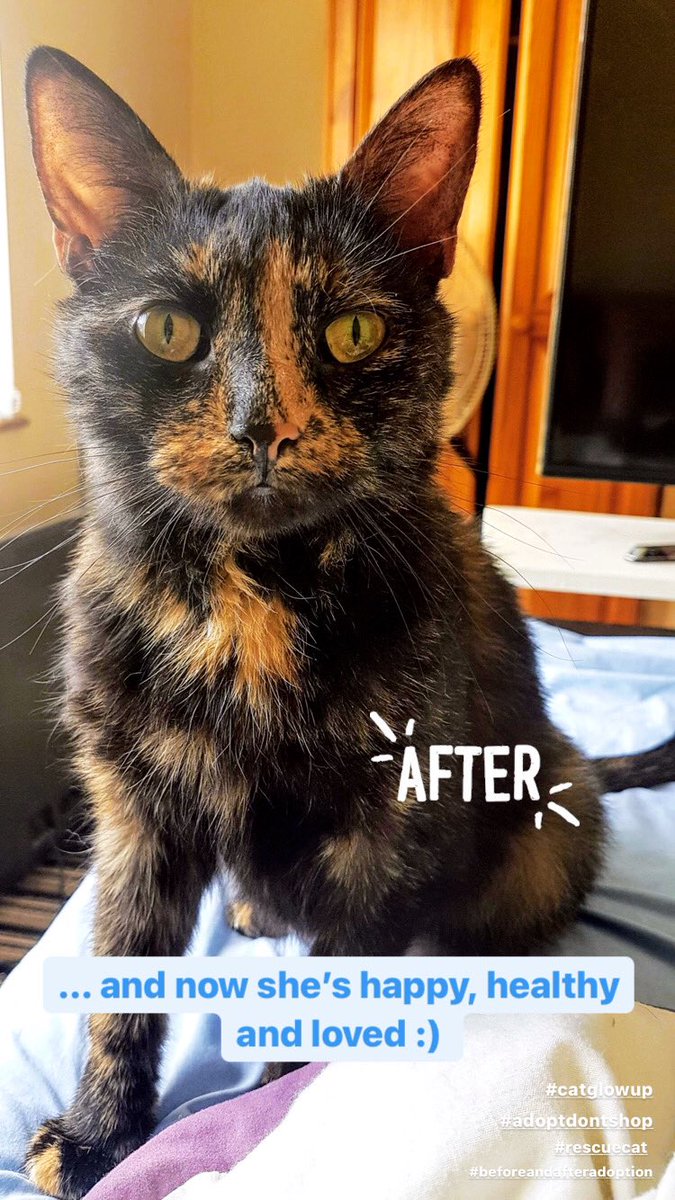 Cassi is just one example of why #AdoptDontShop is so important. 

Here’s a before &amp; after ... 

From a croaky little meow coming from a dark alley in winter, to a safe, happy house cat that wants nothing more than to be cuddled. 

#Rescue #BeforeAndAfter #AnimalWelfare