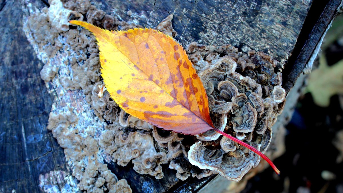 maxbhill's tweet photo. The colours and textures of Autumn are intoxicating #Fall #Art #NaturePhotography #photographyisart #photography #gooe https://t.co/A9uDAfeAr0