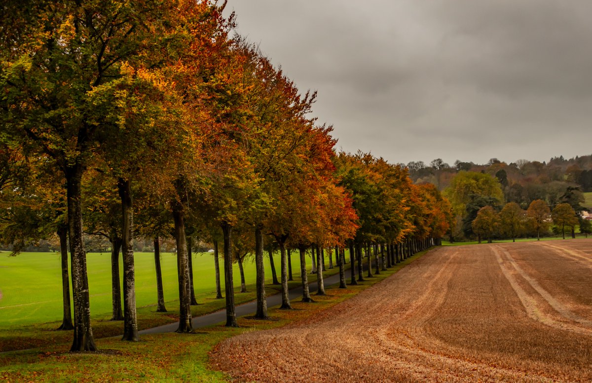 RuralCrimeTeam's tweet photo. We have a winner of our Facebook and Twitter cover Photo Competition 2020. Well done to Lewis Johnstone who sent us this fabulous photo of the avenue of trees at Moor Crichel #Dorset #RuralCrimeTeam #PCSO6386 #PhotoCompetition2020 https://t.co/3Et6XY3voK
