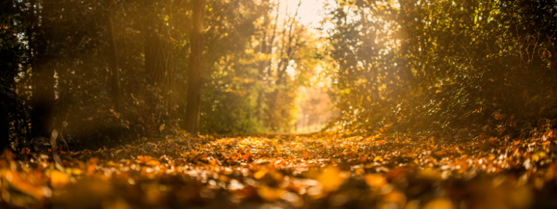 As we prepare to enter the first weekend of the new national restrictions, @ElmridgeBC have compiled a list of mental health resources to help you keep on top of your mental wellbeing while staying at home. elmbridge.gov.uk/news/coronavir…