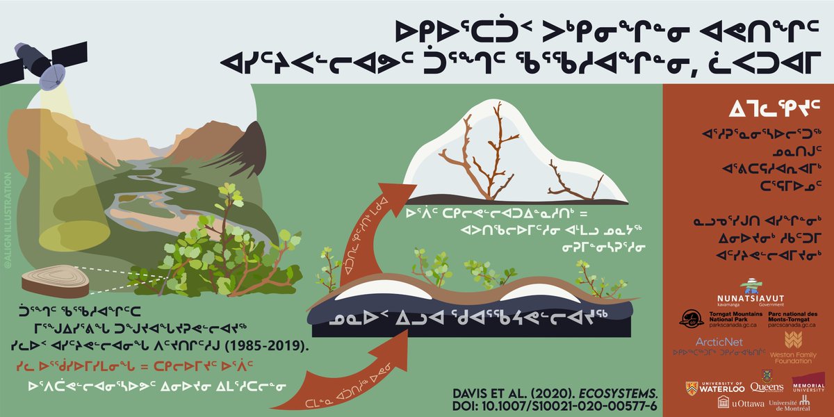 ajtrant's tweet photo. If you are interested in arctic ecosystem change using dendro, permafrost &amp; remote-sensed greening -- check out our new paper led by @ers_uw PDF extraordinaire 
@EmmaLaurelD , w/impt collaborators @ParksCanada
 @NunatsiavutGov @ArcticNet @WestonFdn 

OA: https://t.co/ay2Yf6B9Pn https://t.co/1iHNGgDSLG