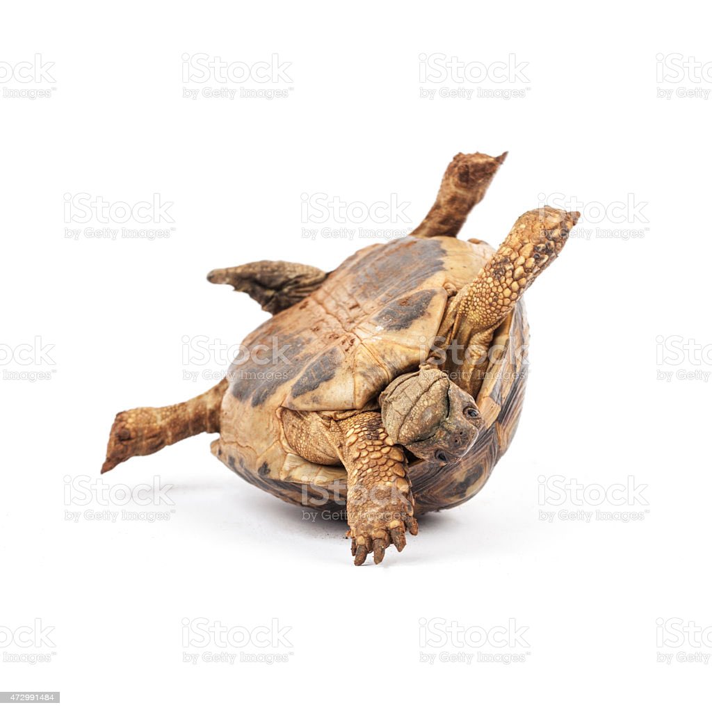 TanjaL1966's tweet photo. #turtle https://t.co/qk1PZQMoDW