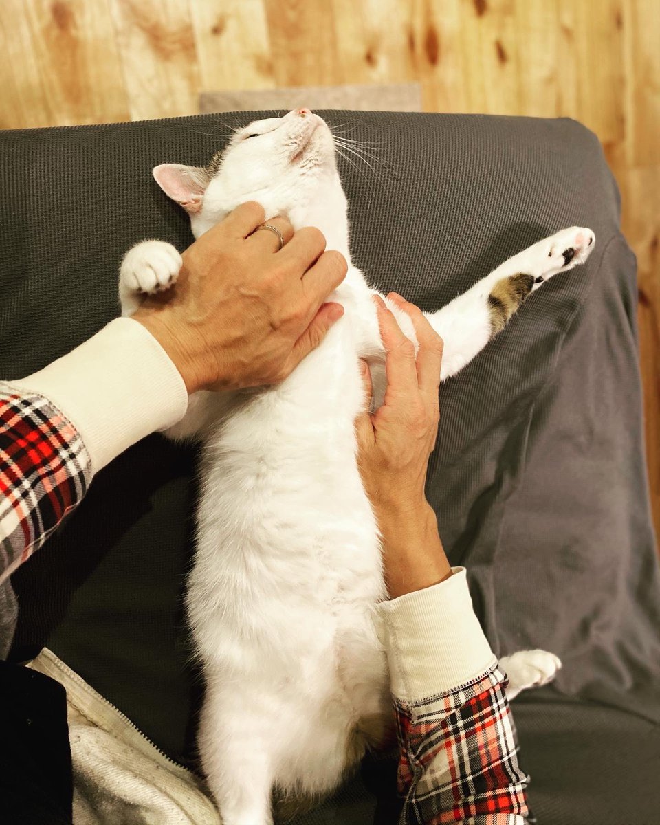 ko_tetsuya1969's tweet photo. 全力で撫でられてあげてるにゃ。
I trust you.
#cat #cats #ねこ #猫 #catstagram #ねこすたぐらむ #catlovers #ねこのいる暮らし #保護猫 #白黒ぶち #vanpattern #instacat #catsofinstagram https://t.co/zbysWxVe9L