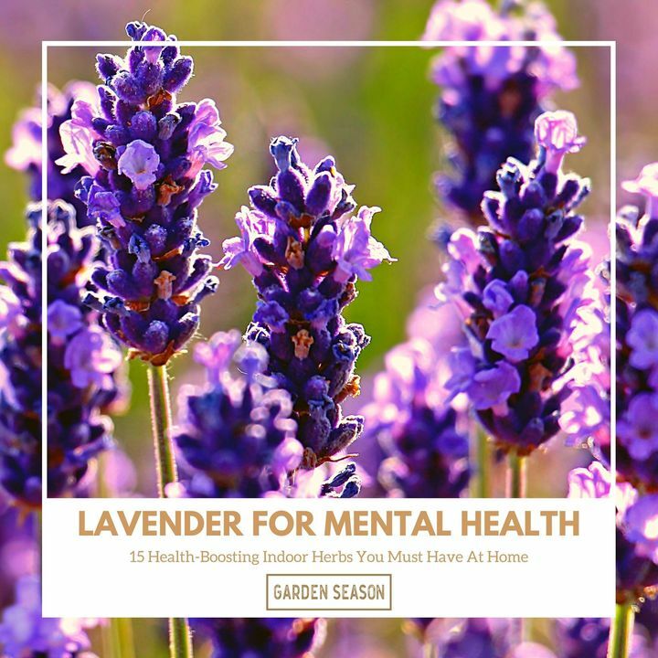 It was found that the antioxidant property of lavender is greater than ascorbic acid. And aromatherapy from essential oils can have a positive effect on patients with Alzheimer’s.

bit.ly/indoor-herbs-h…