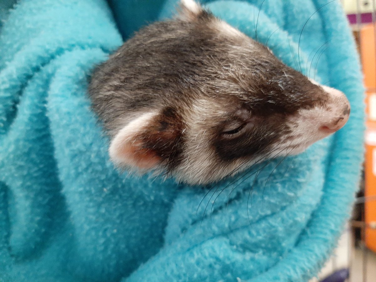 LivingMaterials's tweet photo. Happy (sleepy) Ferret Friday from the LMC! https://t.co/ED1TP7HgRl