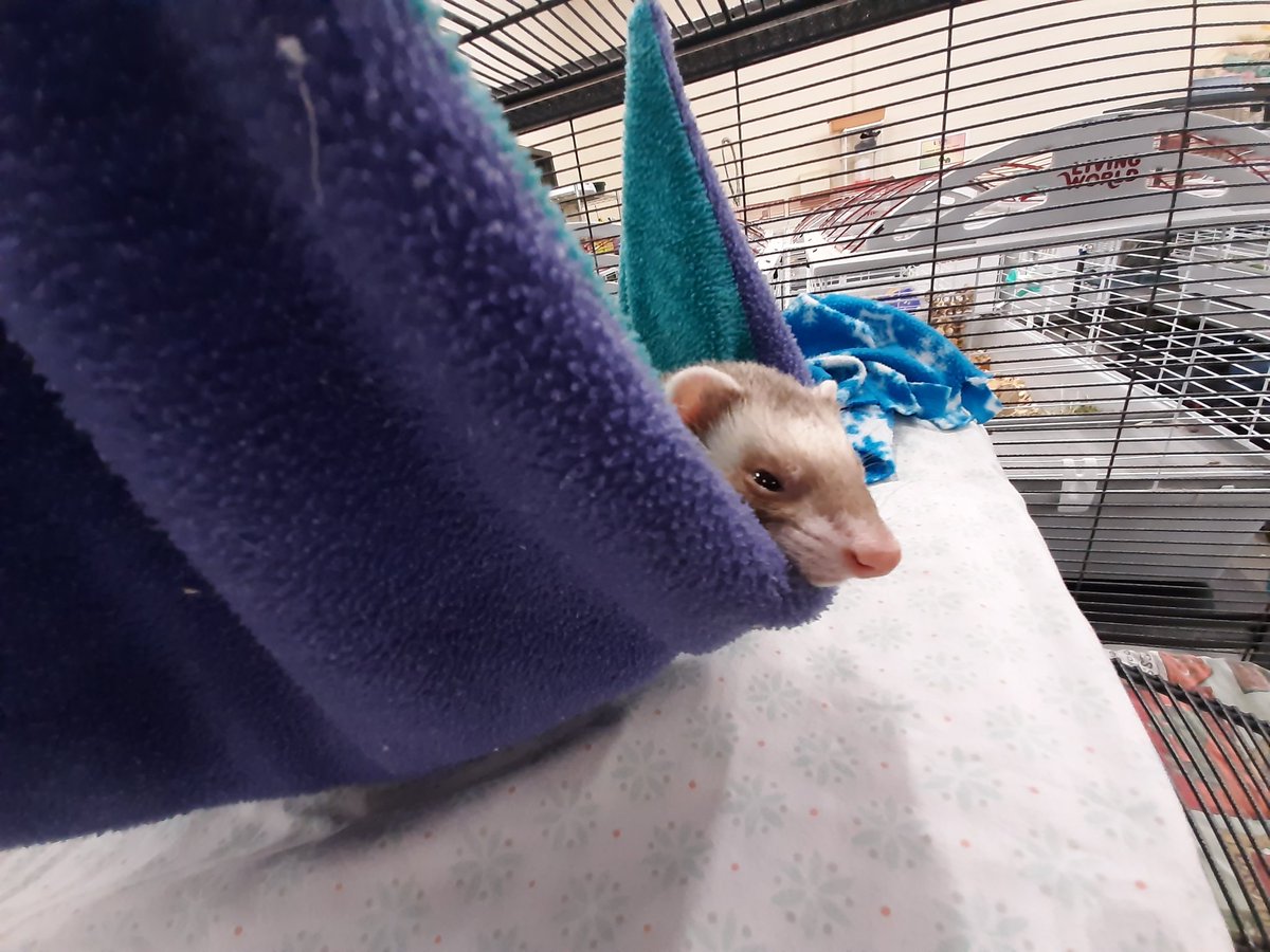 LivingMaterials's tweet photo. Happy (sleepy) Ferret Friday from the LMC! https://t.co/ED1TP7HgRl