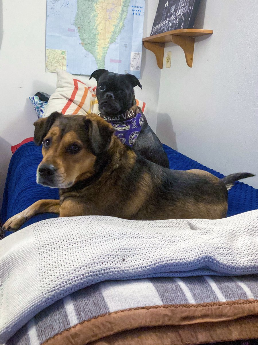 DrF117Nighthawk's tweet photo. My politics watching buddies π₯° They keep me calm during these times. Letβs #KeepCountingVotes! https://t.co/xPFtlKo1fz