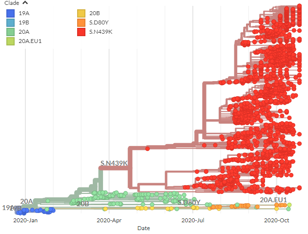 We also have a N439K-focused build. As a reminder, this isn't a mutation in the 'cluster 5' sequences, but is also associated with the double-deletion, is also found in the Danish sequences, & was featured in  @robertson_lab's preprint yesterday.45/21 https://nextstrain.org/groups/neherlab/ncov/S.N439K