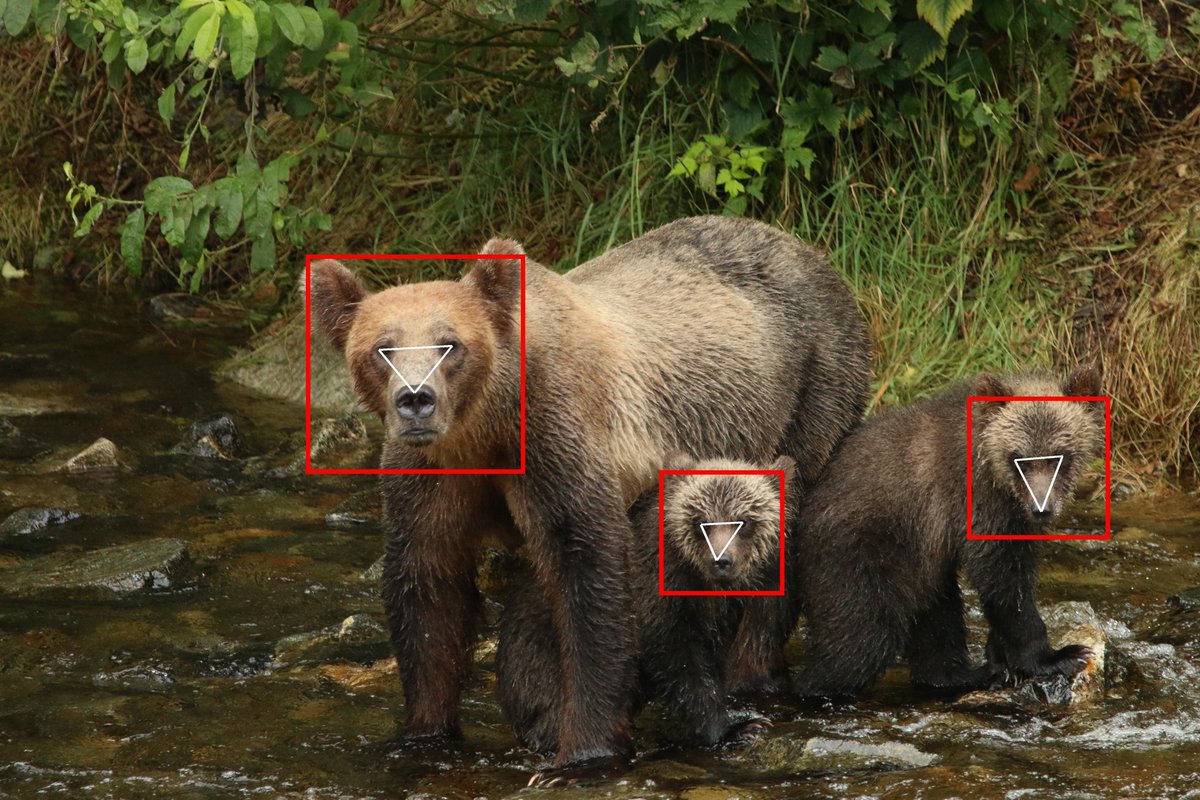 bearid_project's tweet photo. NEW PAPER : Can you ID individual #brownbears from photos of their faces? We used #deeplearning to detect &amp; identify wild bears. @MelanieClapham @bluevalhalla  Mary Nguyen @ChrisDarimont @UVicResearch. #OpenAccess paper &amp; code in @Ecol_Evol https://t.co/9gpQVCKNav [1/9] https://t.co/usOCzH62nD