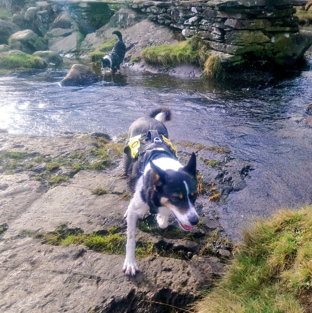 liitlenell's tweet photo. Beautiful walk over at #langdale today, followed by a stone snorkel at #slaterbridge! #cumbria #LakeDistrict @keswickbootco @keswick_bandb @FeatureCumbria @BCTGB @janslss #AdoptDontShop #bordercollies 🐕 🐕 https://t.co/wGJNYEo4WJ