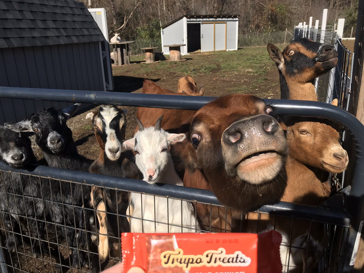 ToRefuge's tweet photo. Who doesn’t love Vegan chocolate 🍫🌱 #farmanimalsanctuary Follow is on IG - https://t.co/4j7LlrNEMr https://t.co/uhF4DszAB0