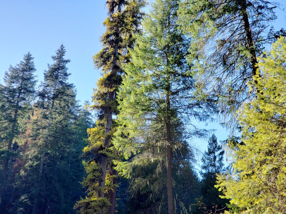 carmenpeone's tweet photo. Multi-colored woods
Larch, pine, fir stand attention
Topaz backdrop shines
#haiku #ferrycounty #ruralamerica https://t.co/tsat2KEtIX