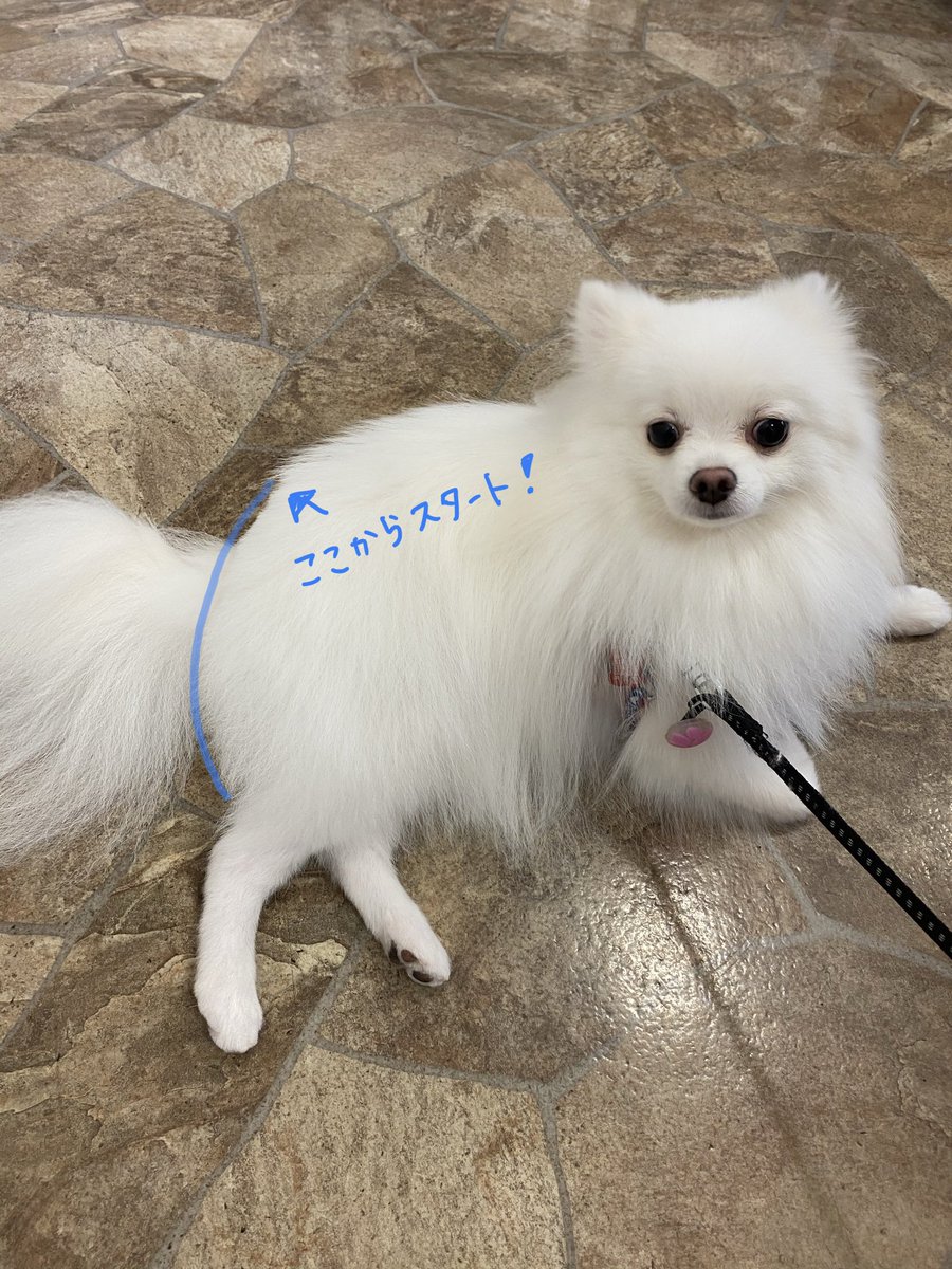 おばちゃんトリマー ポメラニアンのお尻だけカットの時 カッコ良くヒップアップ するためには スタートラインが重要 仙骨あたりが目安になると思います ポメラニアン Pomeranian 桃尻カット 桃尻の作り方