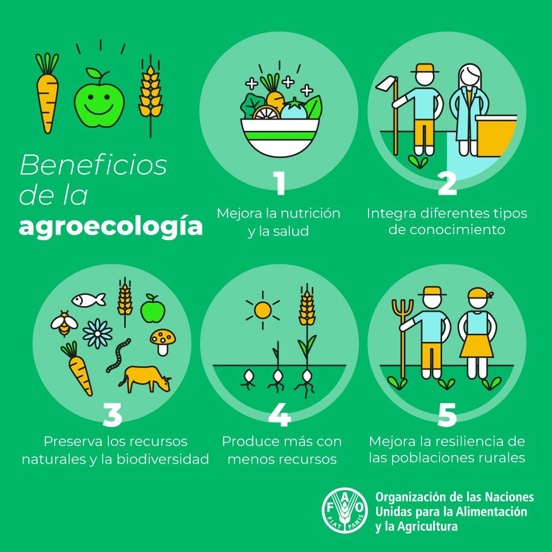 FAOenEspanol's tweet photo. Los beneficios de la #agroecología van más allá del campo:

🌎 Mejora la resiliencia 
💰 Impulsa la economía local
💧 Conserva los #RecursosNaturales y la #biodiversidad
💡 Promueve el saber tradicional https://t.co/EKKUzNe2Y9