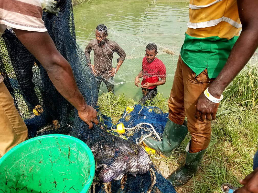 Dept of Fisheries & Watershed Mgt, KNUST tweet media