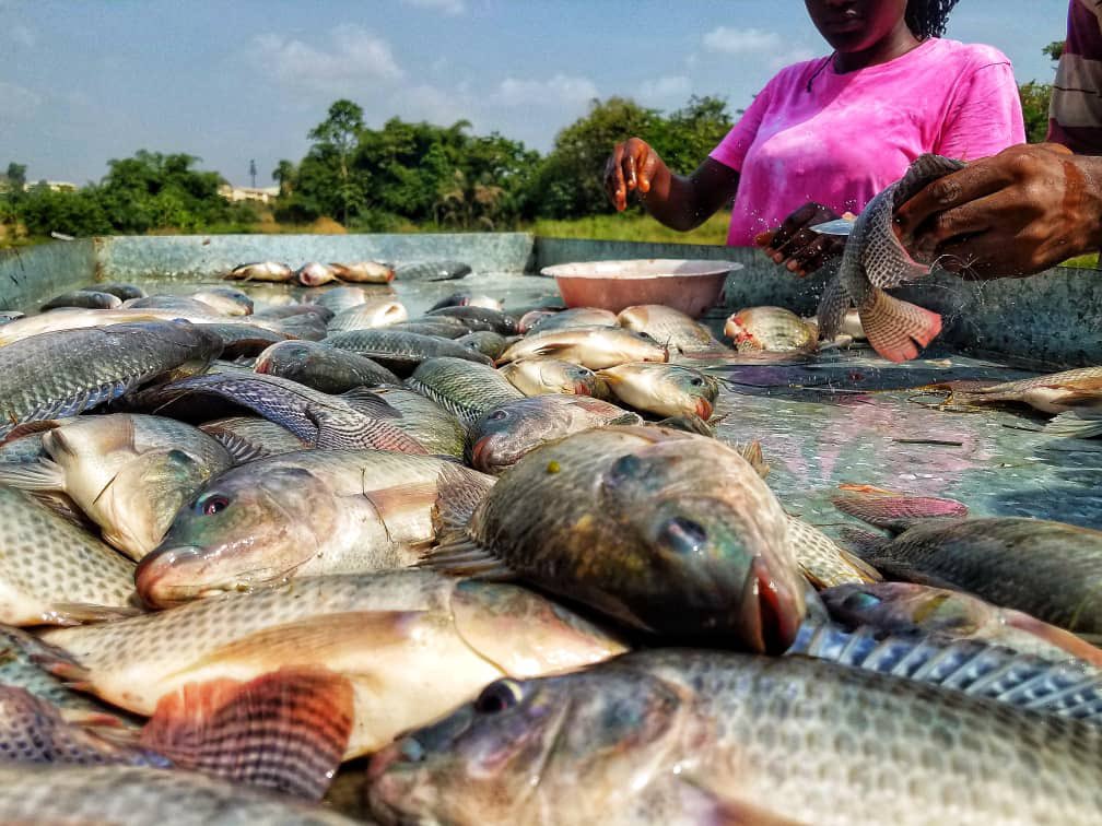 Dept of Fisheries & Watershed Mgt, KNUST tweet media