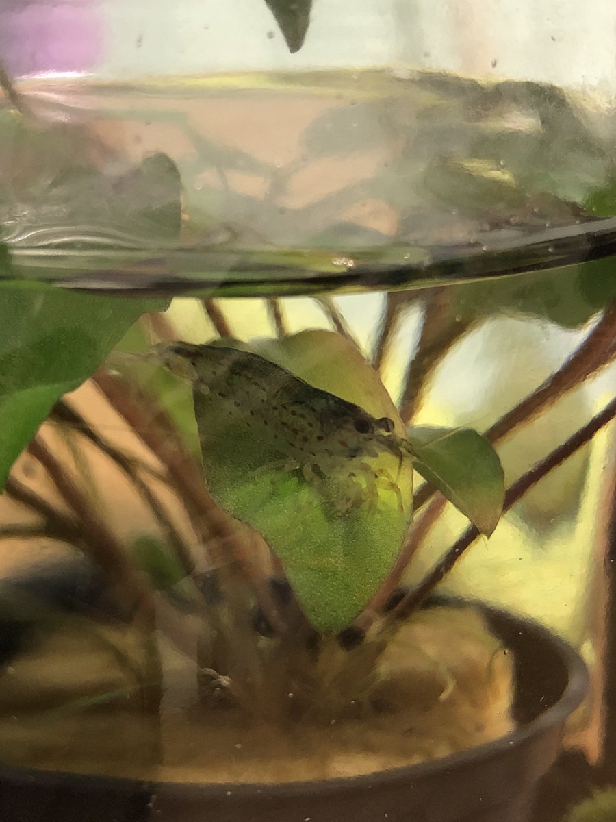 Daughter’s pet: Amano shrimp