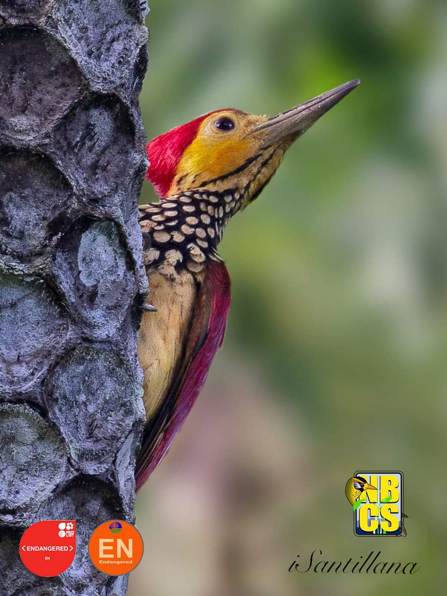 PhBiodiversity's tweet photo. Woodpecker Friday!
STOP THE NNNP ROAD OPENING PROJECT! Keep the forest intact! Protect the home of our wildlife and save more lives.

📸 Negros Bird Conservation Society - Indigo Stain, Floyd Pison Bermejo, Caloy Dionela,  and Zac Pineda. 

#SaveNNNP https://t.co/0v8ZMgYFFK