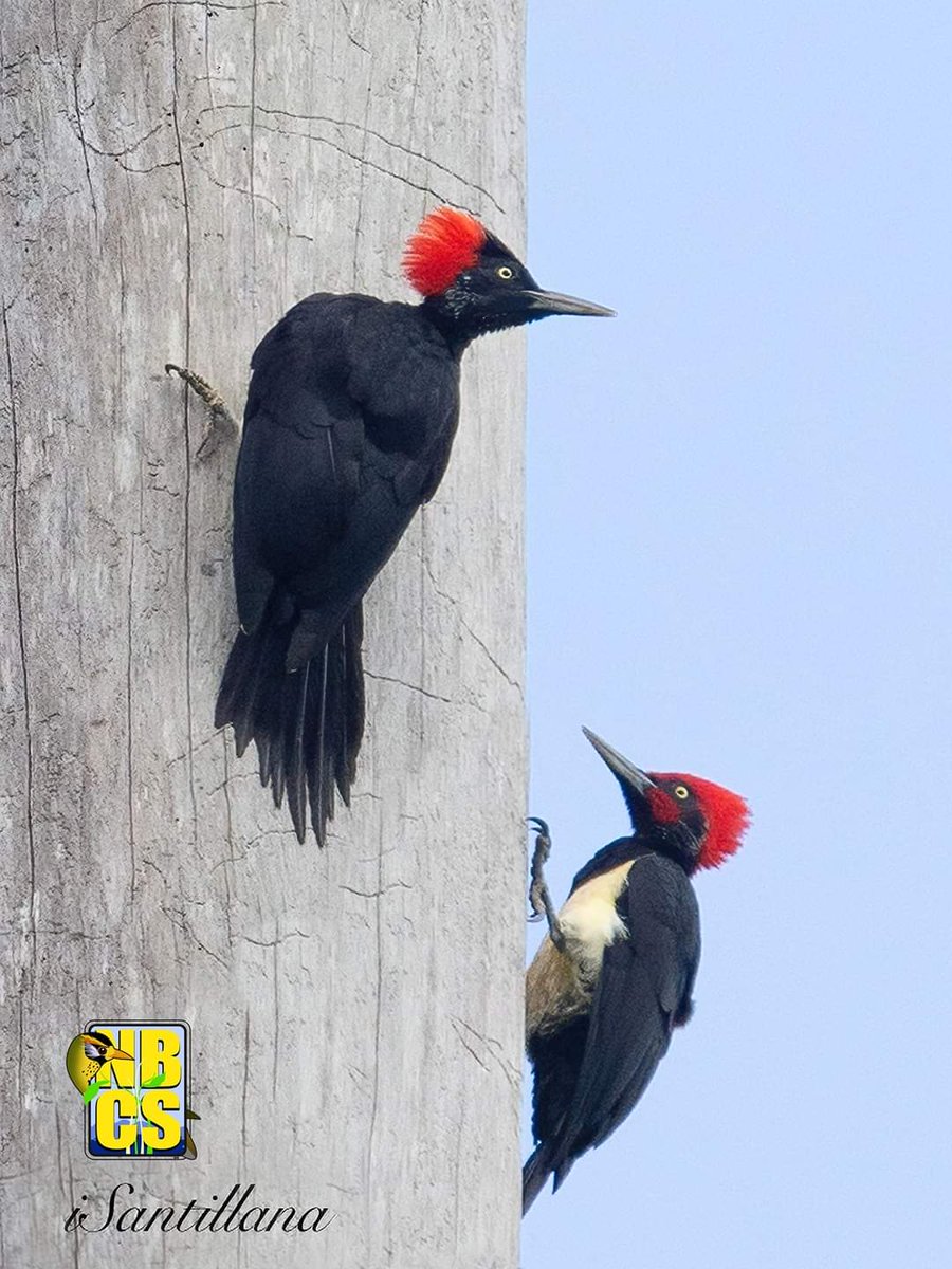 PhBiodiversity's tweet photo. Woodpecker Friday!
STOP THE NNNP ROAD OPENING PROJECT! Keep the forest intact! Protect the home of our wildlife and save more lives.

📸 Negros Bird Conservation Society - Indigo Stain, Floyd Pison Bermejo, Caloy Dionela,  and Zac Pineda. 

#SaveNNNP https://t.co/0v8ZMgYFFK
