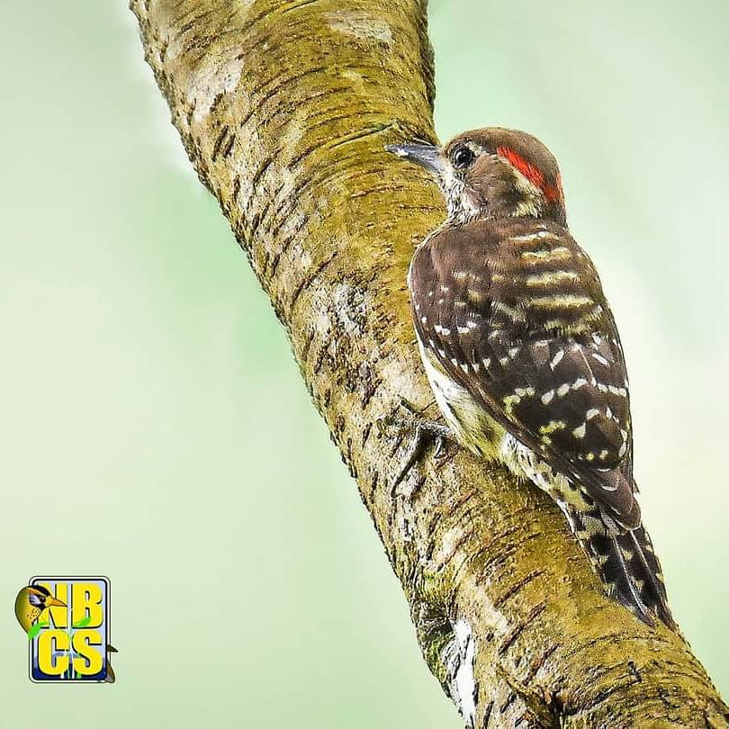 PhBiodiversity's tweet photo. Woodpecker Friday!
STOP THE NNNP ROAD OPENING PROJECT! Keep the forest intact! Protect the home of our wildlife and save more lives.

📸 Negros Bird Conservation Society - Indigo Stain, Floyd Pison Bermejo, Caloy Dionela,  and Zac Pineda. 

#SaveNNNP https://t.co/0v8ZMgYFFK