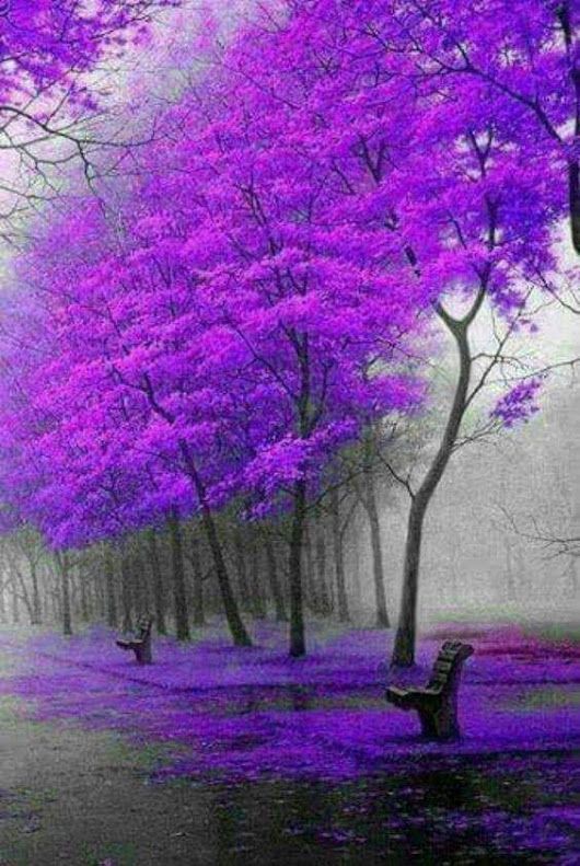 laurensvalen's tweet photo. Si supiera que el mundo se acaba mañana, yo, hoy todavía, plantaría un árbol.
📝 Martin Luther King
📸pinterest
#arbol #tree #paisaje #leoEscuchate https://t.co/GQUTcPMgGl https://t.co/xoAV1N6knW