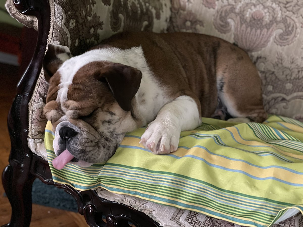 PudgeDaBulldog_'s tweet photo. When you’re just tired 😓 https://t.co/1jkoj0GzUZ