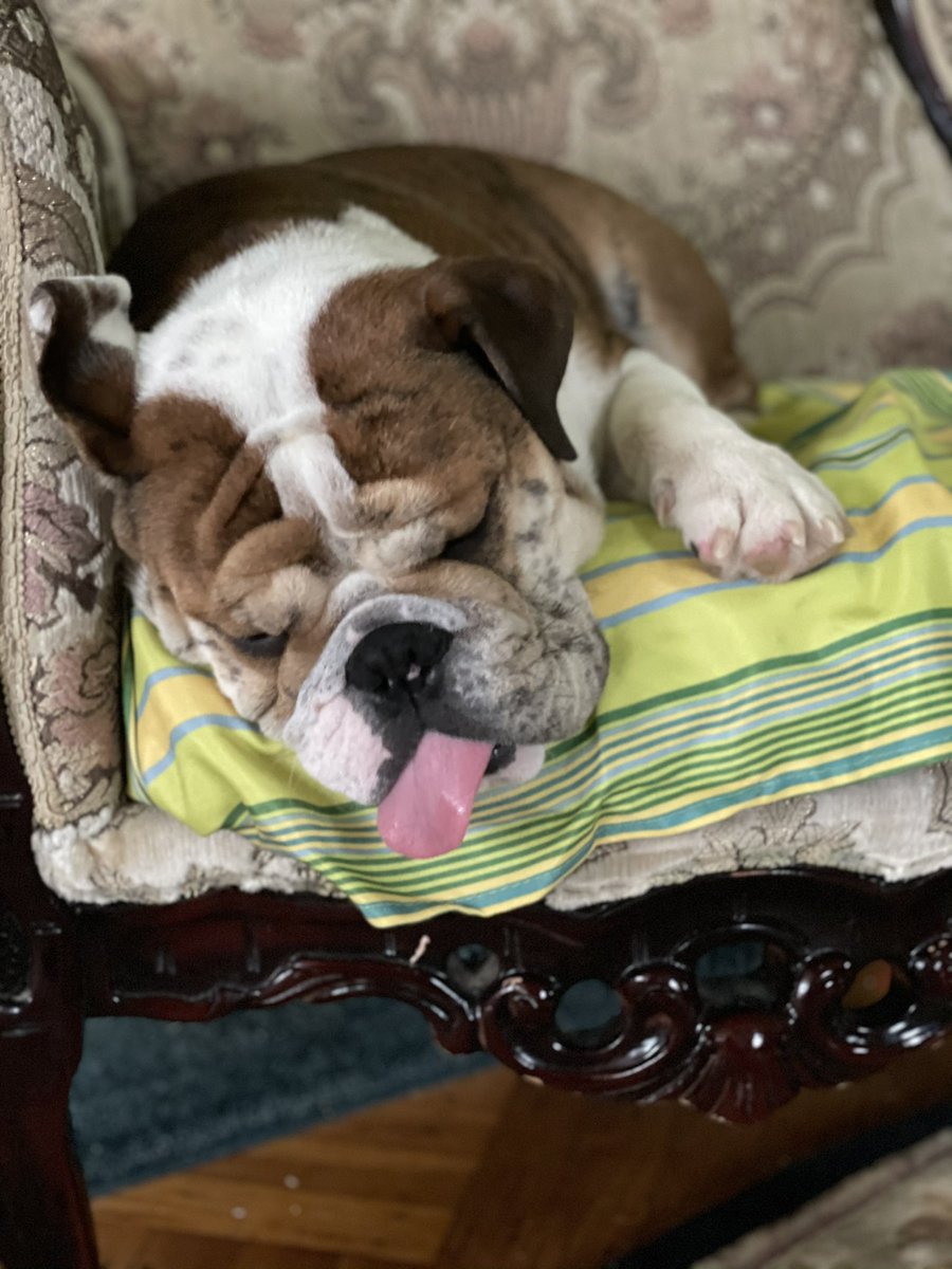 PudgeDaBulldog_'s tweet photo. When you’re just tired 😓 https://t.co/1jkoj0GzUZ