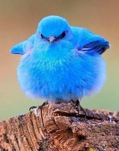 The_Fledglings's tweet photo. ⭐️⭐️ FLEDGLINGS CONTEST ⭐️⭐️

   ⭐️For accounts under 2k only!⭐️

🔗Link up to 3 original, previously unsubmitted tweets

See below for a tutorial on how to do that👇

⌛️Contest ends Saturday @ 4pm Central Time 

Winners announced today and tomorrow! https://t.co/xhMf7TrWED