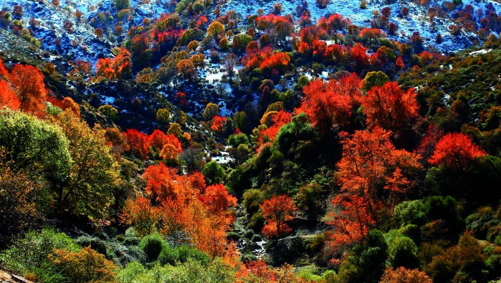 oapngob's tweet photo. 🌡️Quieres saber la temperatura de hoy en los robledales de Sierra Nevada❓

➡️https://t.co/QUrUYaVvG2 https://t.co/HONjq0qEkn